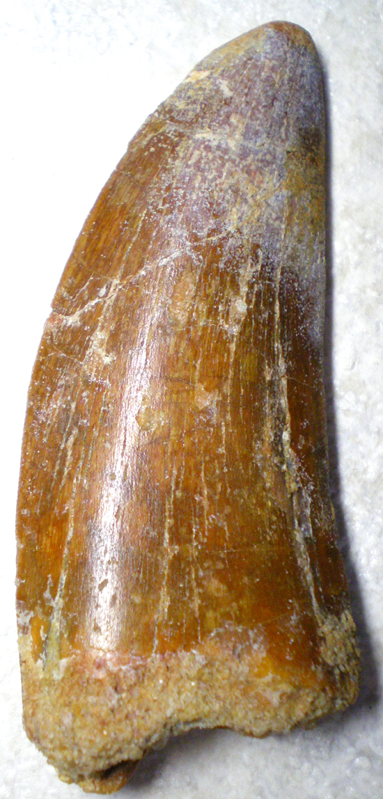 Carcharodontosaurusの歯（その6）
