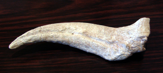 スピノサウルスの爪（その1）