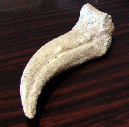 スピノサウルスの爪（その2）