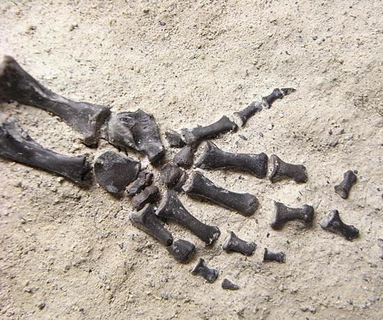 初期の爬虫類カプトリヌス（Captorhinusagutti）の全身骨格（その11）