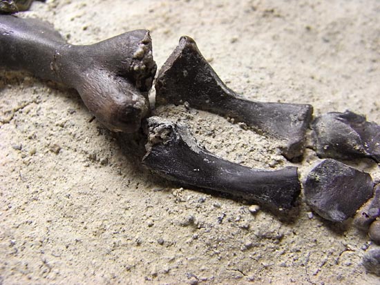 初期の爬虫類カプトリヌス（Captorhinusagutti）の全身骨格（その12）