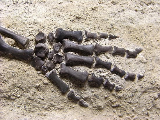 初期の爬虫類カプトリヌス（Captorhinusagutti）の全身骨格（その13）