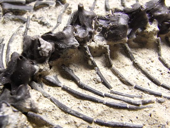 初期の爬虫類カプトリヌス（Captorhinusagutti）の全身骨格（その15）