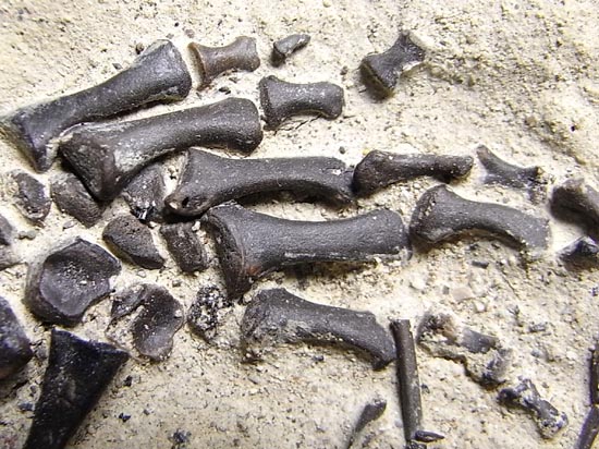 初期の爬虫類カプトリヌス（Captorhinusagutti）の全身骨格（その16）