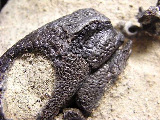初期の爬虫類カプトリヌス（Captorhinusagutti）の全身骨格（その18）