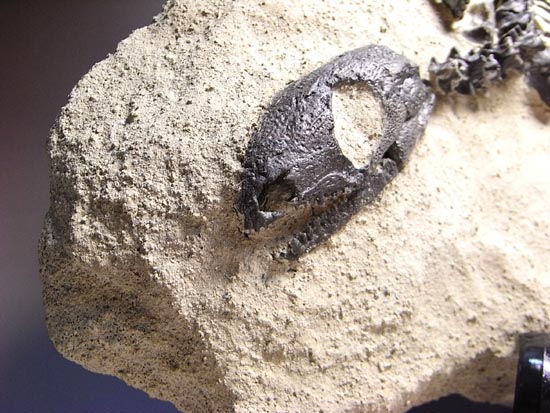 初期の爬虫類カプトリヌス（Captorhinusagutti）の全身骨格（その19）