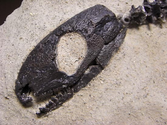 初期の爬虫類カプトリヌス（Captorhinusagutti）の全身骨格（その2）