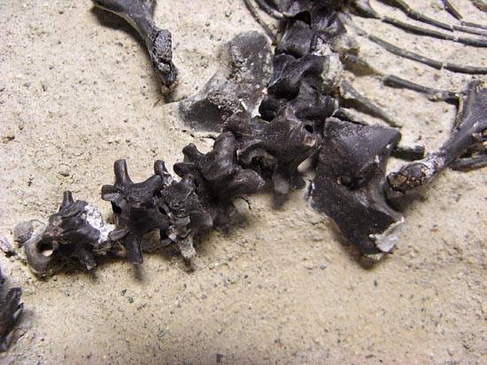初期の爬虫類カプトリヌス（Captorhinusagutti）の全身骨格（その4）