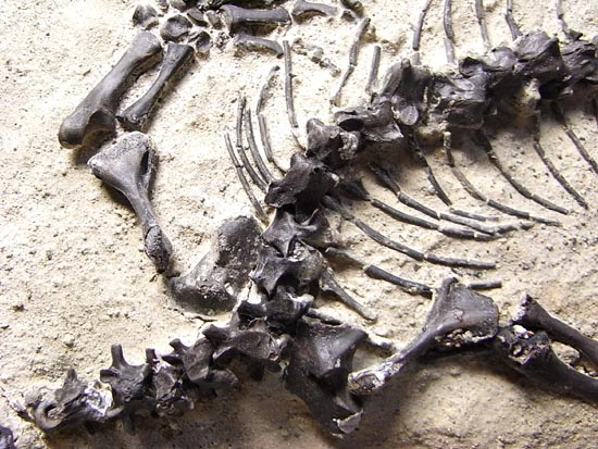 初期の爬虫類カプトリヌス（Captorhinusagutti）の全身骨格（その5）