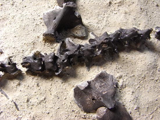 初期の爬虫類カプトリヌス（Captorhinusagutti）の全身骨格（その6）