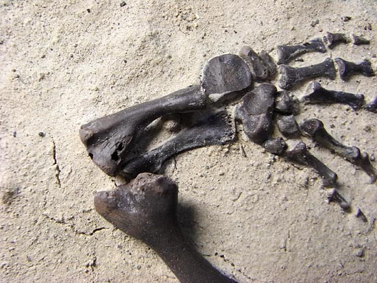 初期の爬虫類カプトリヌス（Captorhinusagutti）の全身骨格（その9）