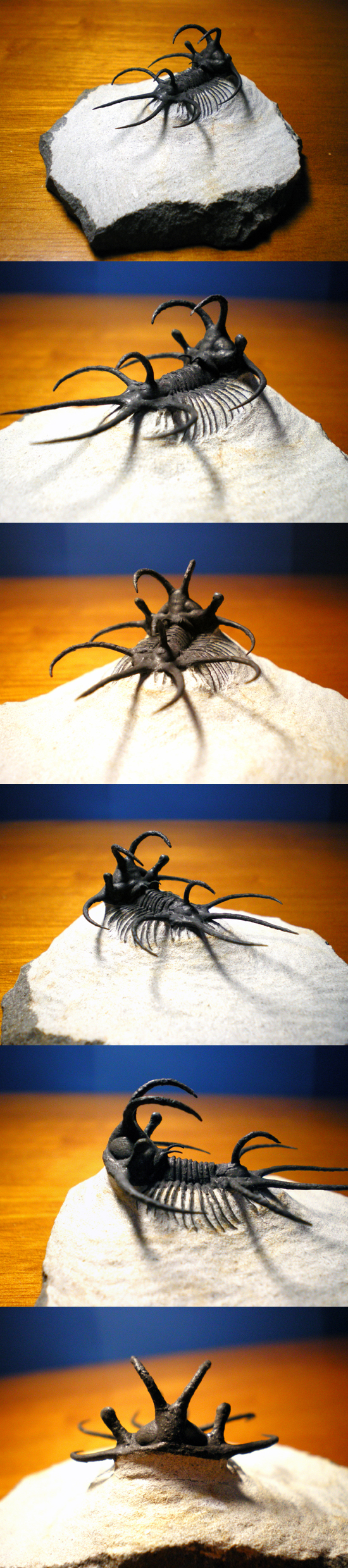 セラタルゲスの珍種(その2)