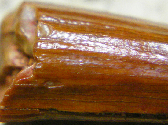 翼竜シロッコプテリクスの歯（その4）