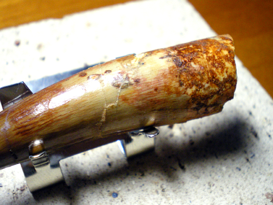 実はティラノより巨大!スピノサウルスの歯(その5)