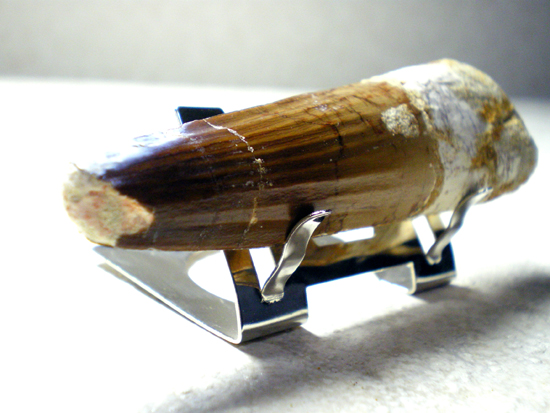 巨大スピノサウルスの歯(その3)