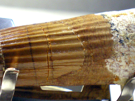 巨大スピノサウルスの歯(その4)