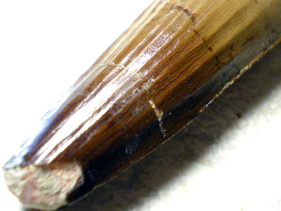 巨大スピノサウルスの歯(その6)