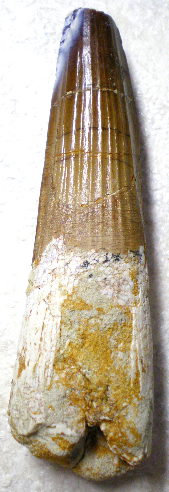 巨大スピノサウルスの歯(その8)