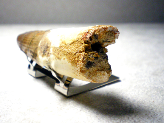 巨大スピノサウルスの歯(その4)