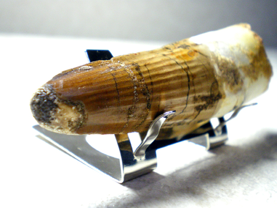 巨大スピノサウルスの歯(その5)
