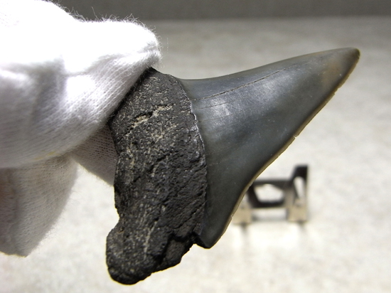 レア化石！サメ界の宝石イスルスの巨大歯（その10）