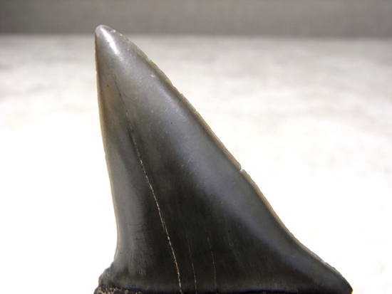 レア化石！サメ界の宝石イスルスの巨大歯（その4）
