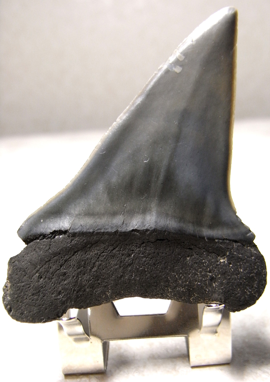 レア化石！サメ界の宝石イスルスの巨大歯（その7）