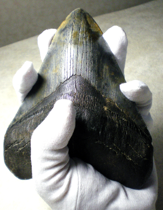 15cmの鉄の凶器・メガロドンの歯（その1）