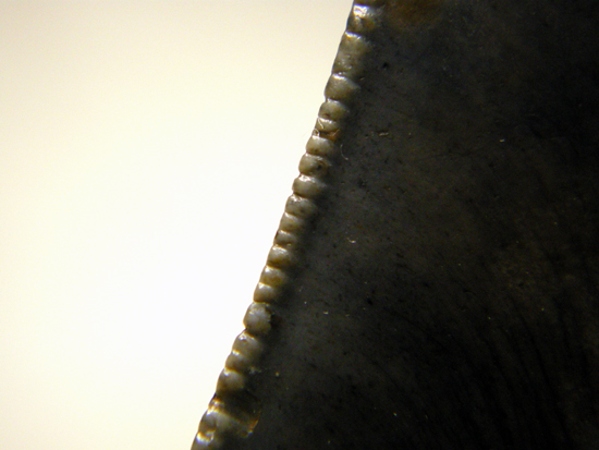 15cmの鉄の凶器・メガロドンの歯（その10）