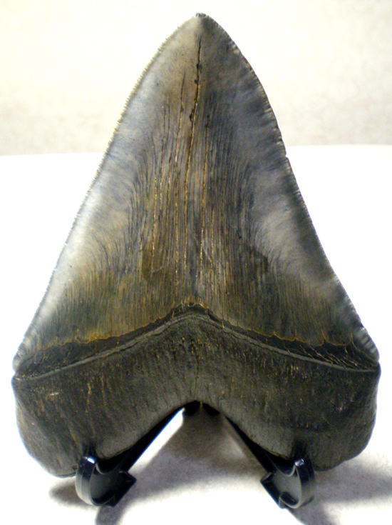 15cmの鉄の凶器・メガロドンの歯（その3）