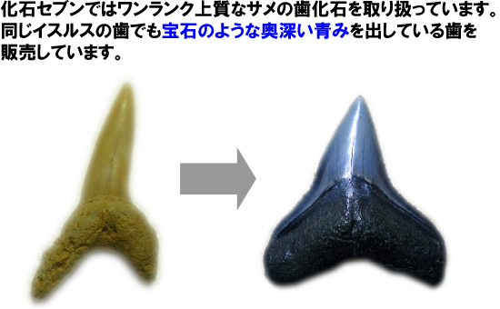 レア化石!イスルスの巨大歯(その10)