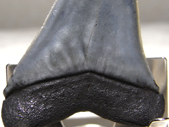 レア化石！イスルスの巨大歯（その5）