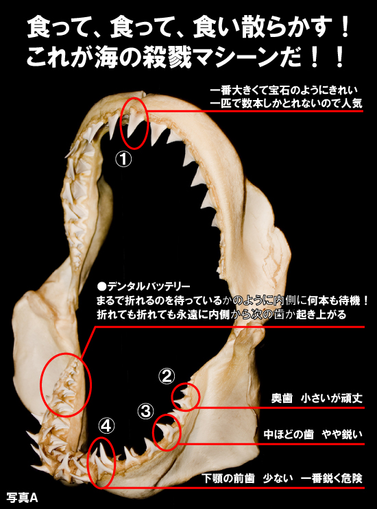 レア化石!イスルスの巨大歯(その9)