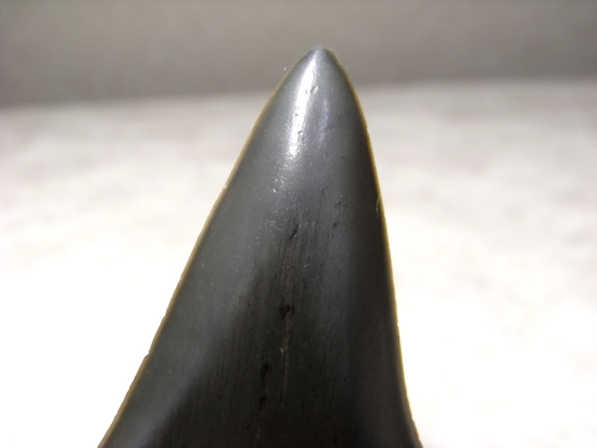 レア化石！サメ界の宝石イスルスの巨大歯（その3）
