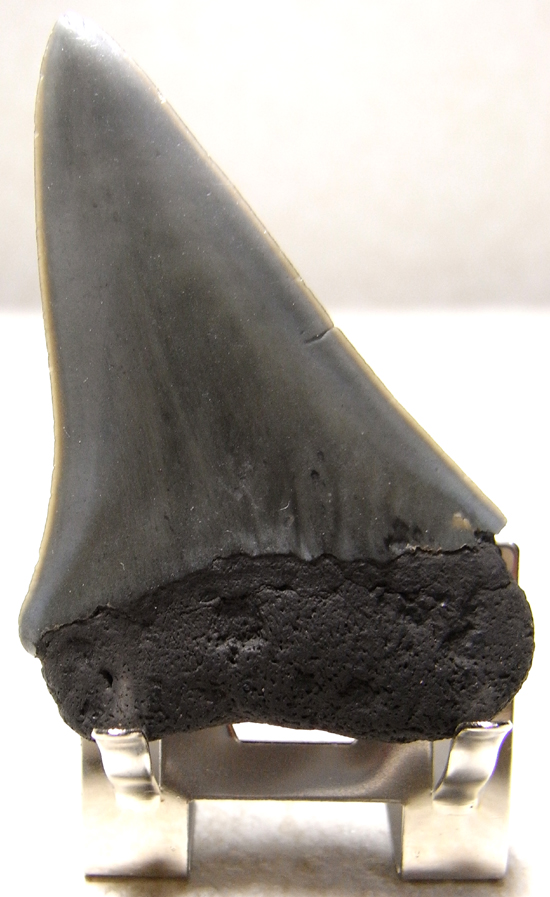 レア化石！サメ界の宝石イスルスの巨大歯（その5）