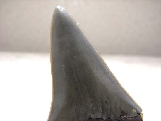 レア化石！サメ界の宝石イスルスの巨大歯（その7）