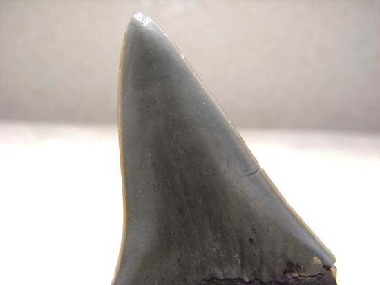 レア化石!サメ界の宝石イスルスの巨大歯(その7)