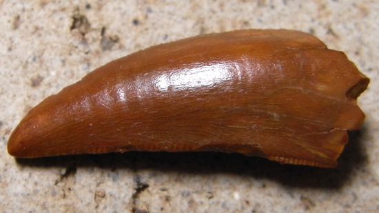 化石 ドロマエオサウルスの歯 バハリアサウルスの歯 その他まとめ売り ドロマエオサウルス、化石の通販・販売｜厳選した本物のドロマ