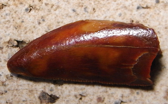 バハリアサウルスの歯(その1)