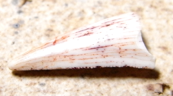 化石 コエロフィシス 歯 [DS394] 恐竜 希少 レア コエロフィシスの歯 恐竜 販売