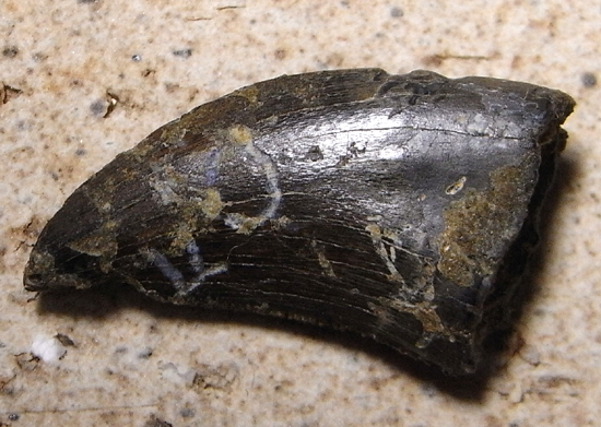 超希少・博物館級！デイノニクス・アンティルロプスの鉤爪と歯の化石　値段交渉可能！