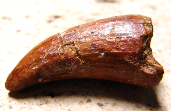 サルコスクスの歯 化石 販売