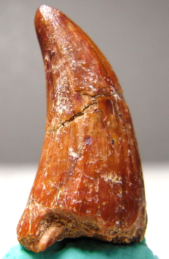 サルコスクスの歯 化石 販売