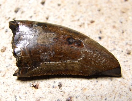 巨大ドロマエオサウルスの歯(その3)