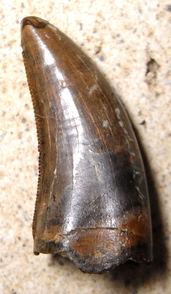 巨大!ドロマエオサウルスの歯(その2)