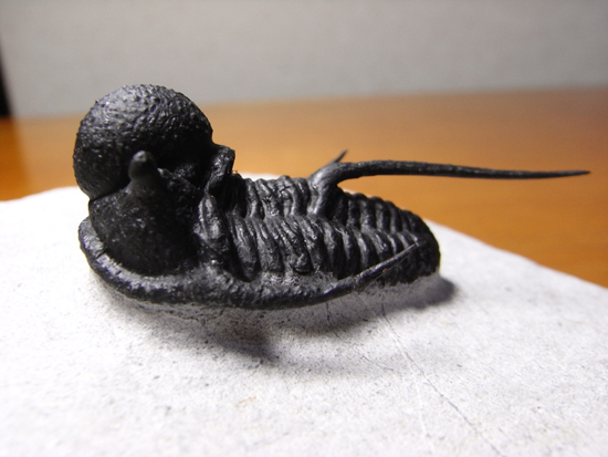 化石 骨格 標本 三葉虫 キファスピス 30mm