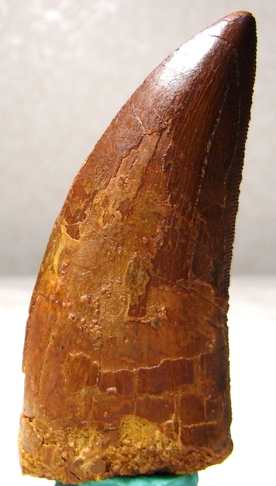 カルカロドントサウルスの歯（その2）
