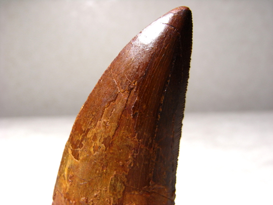 カルカロドントサウルスの歯（その3）