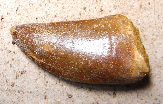 カルカロドントサウルスの歯(その1)