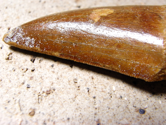 カルカロドントサウルスの歯(その3)